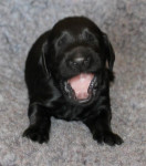 Mr. Blue 11 dagen oud